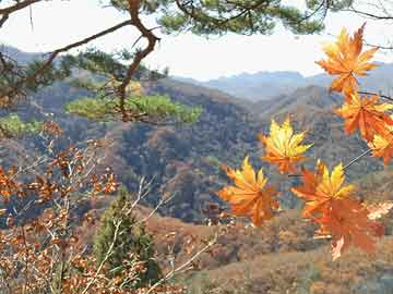 花垣最新杀人案